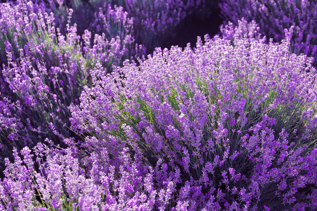 CULINARY LAVENDER DIFFERENCES